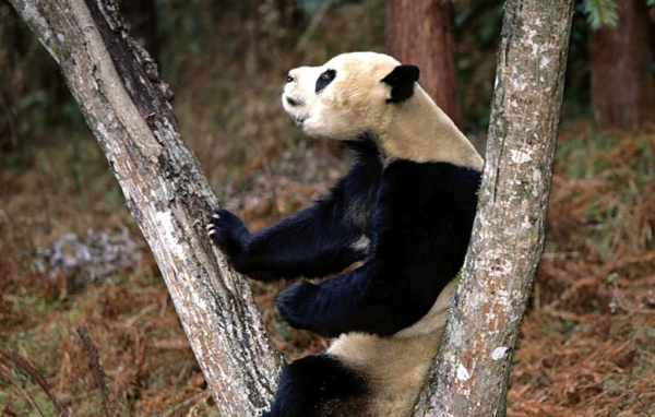 Панда на стволе дерева