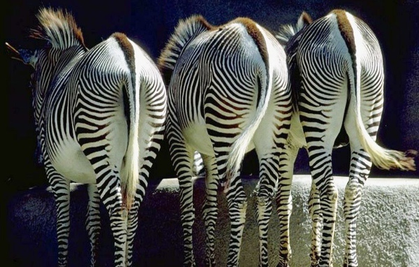 Зебры задом