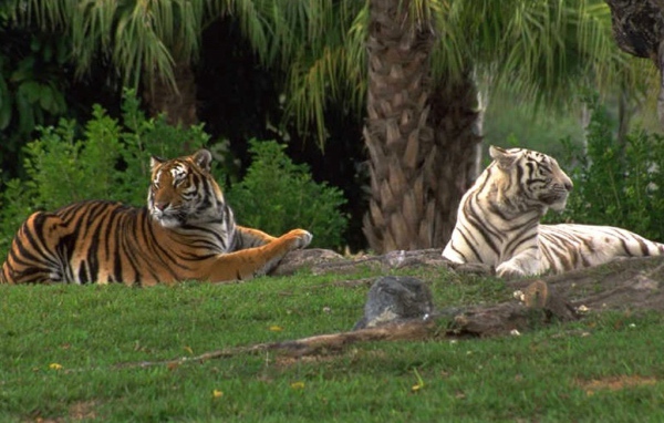 Тигры на траве