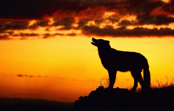 Волк при закате