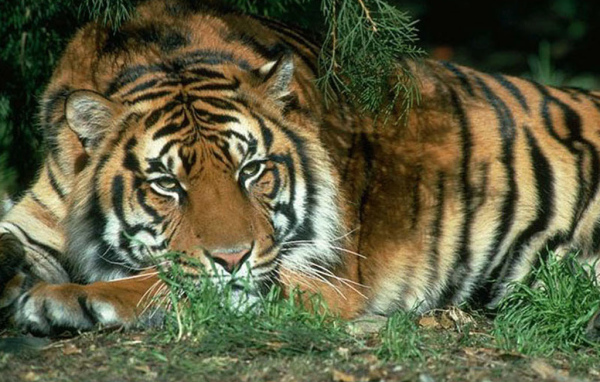 Спящий тигр