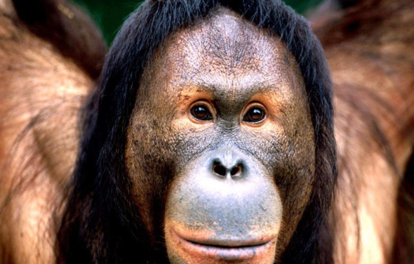 Смешная обезьяна