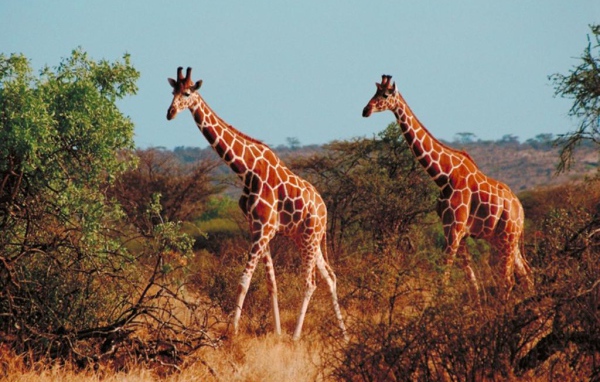 Жирафы в африке
