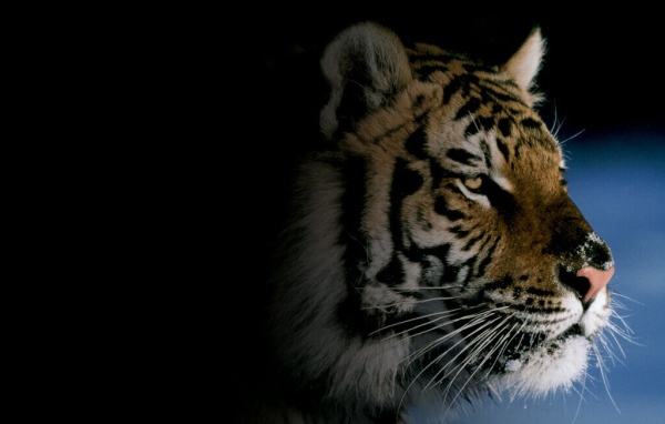 Картинка с тигром