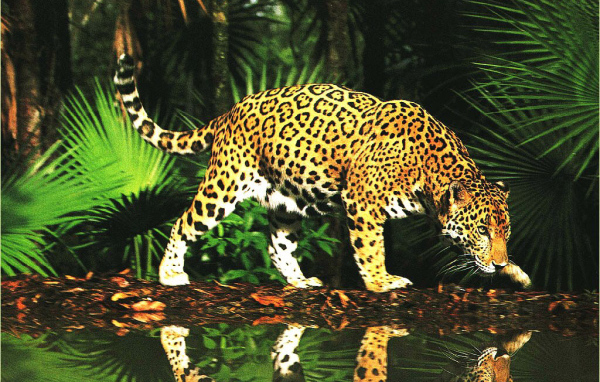 Леопард в джунглях