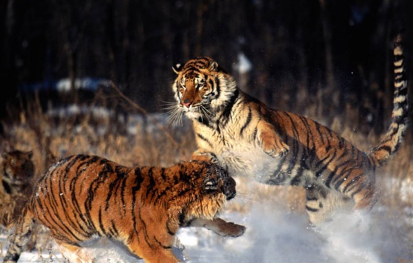 Тигры в снегу
