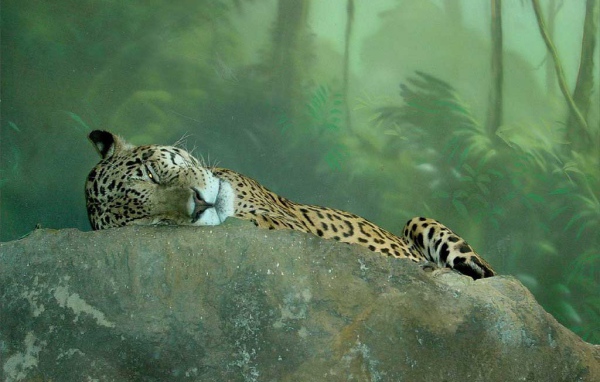 Гепард в джунглях