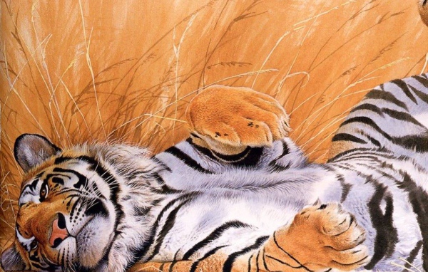 Тигр хищный зверь