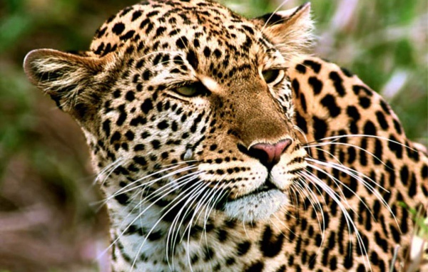 Пятнистый тигр