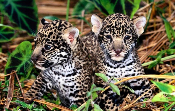 Детеныши леопарда