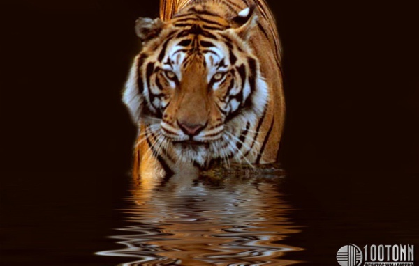 Тигр в воде