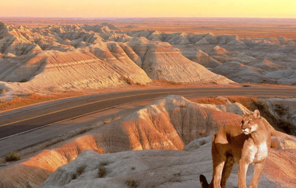 Львица красавица