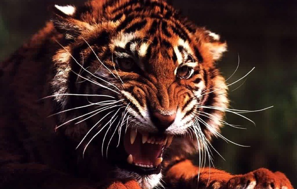 Злой тигр