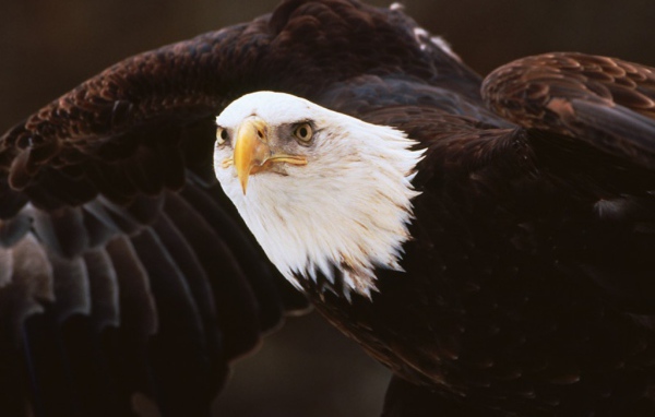 Хищник Орел