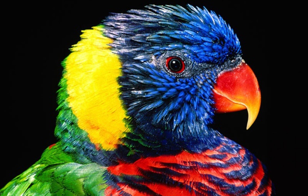 Цветной попугай