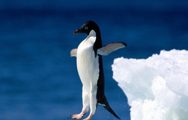 Пингвин
