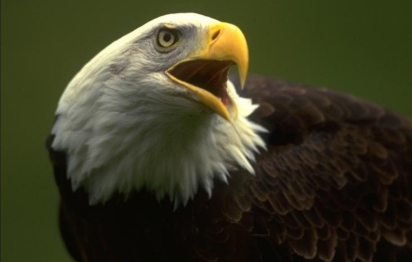 Орёл птица хищная