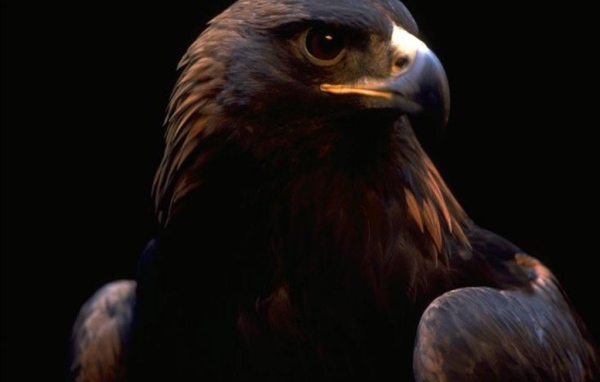 Орлиный взгляд