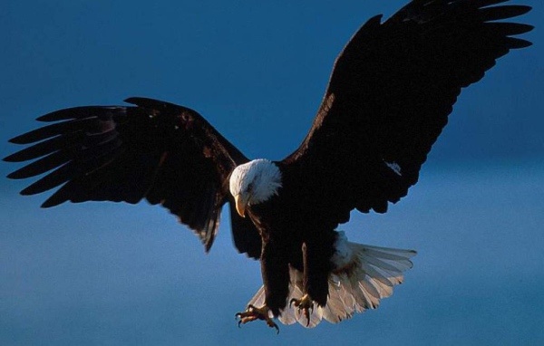 Орёл нападает на жертву