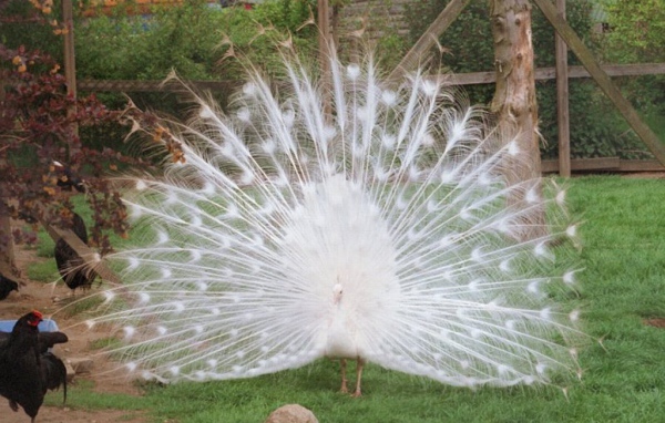 Белый павлин