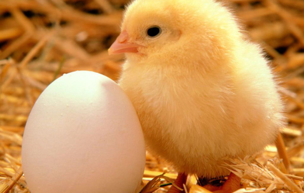 Циплёнок и яйцо