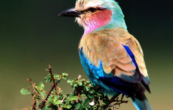 Птичка на ветке