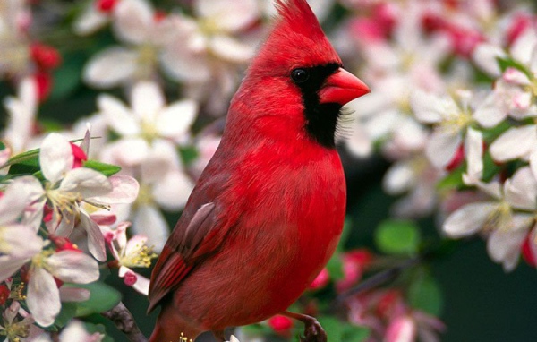 Птица с красным хохолком