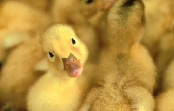 Маленькие утята