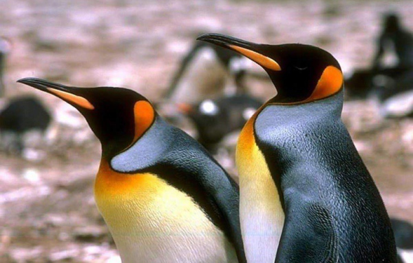 Пингвины