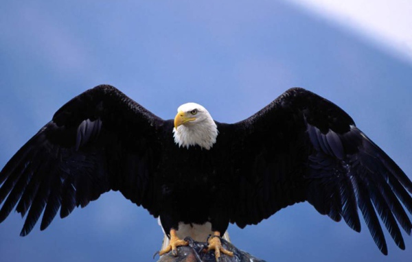 Горный орёл