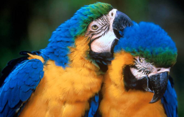 Попугайчики