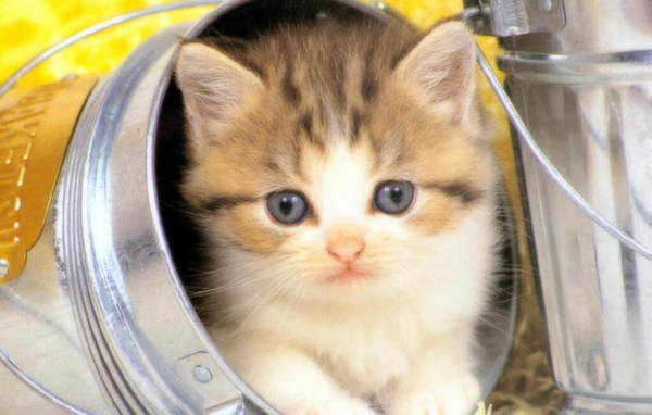 Котёнок в банке