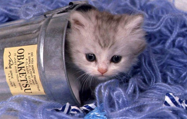 Котёнок с черными глазками