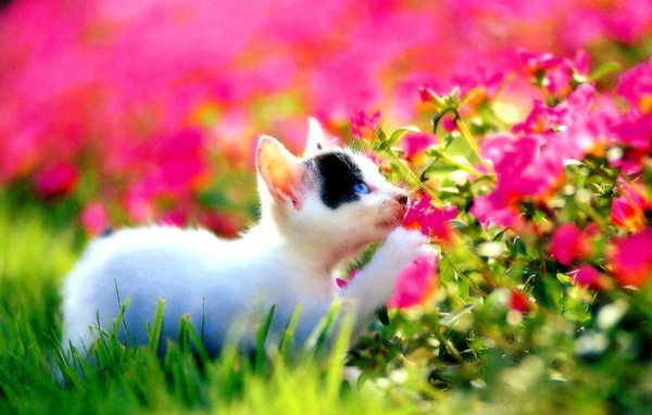 Милый котёнок