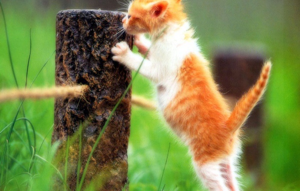 Рыжий котёнок