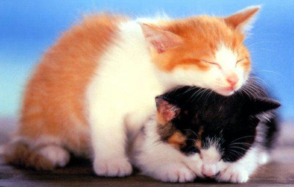 Два маленьких котёнка