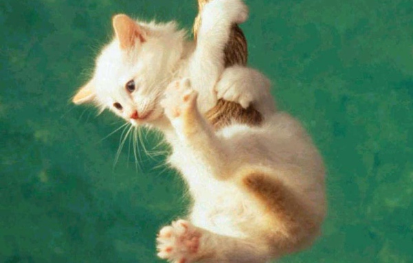 Белый котёнок