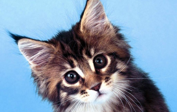 Картинка с котиком