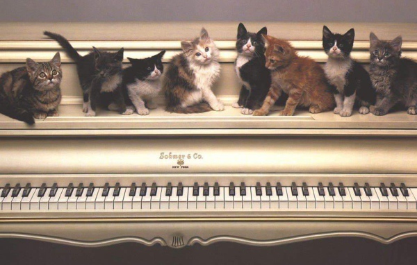 Котята на пианино