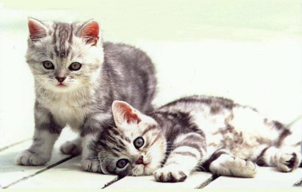 Серые котята