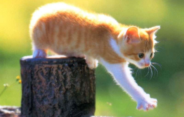 Рыжий котёнок