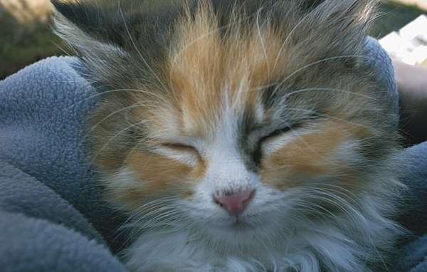 Спящая киска