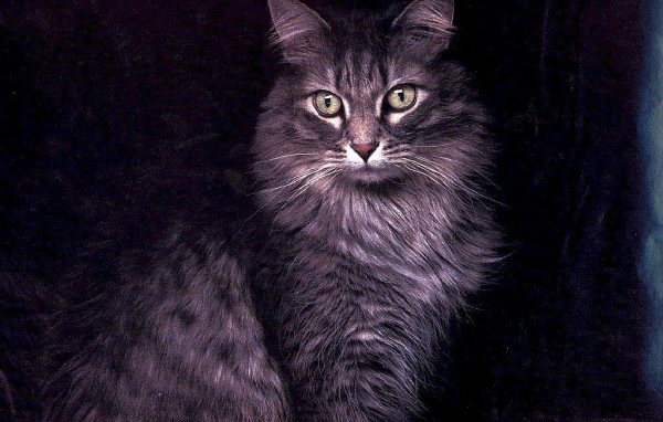 Большой кот