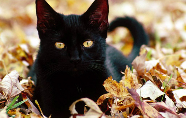 Чёрный кот