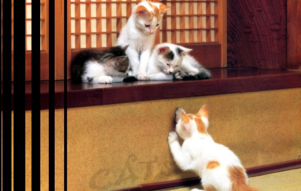 Игривые котята