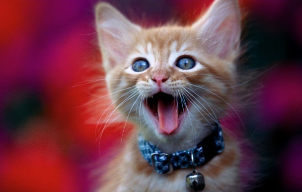 Смешной котёнок