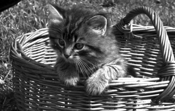 Котёнок в корзинке