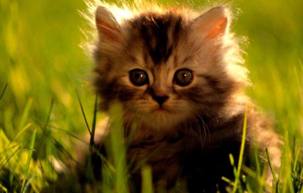 Киска в траве