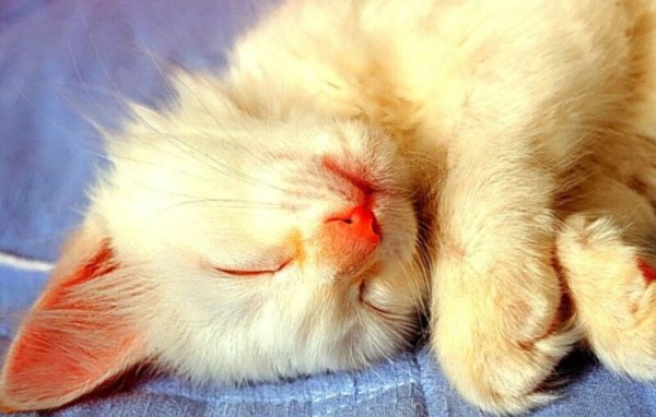 Спящий белый кот