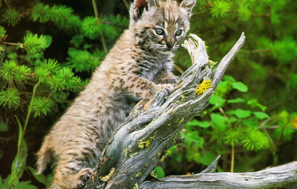 Пятнистый котёнок